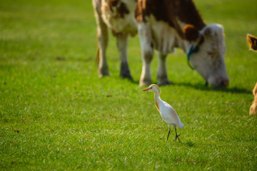 Cattle egret - Bubulcus ibis on the pasture