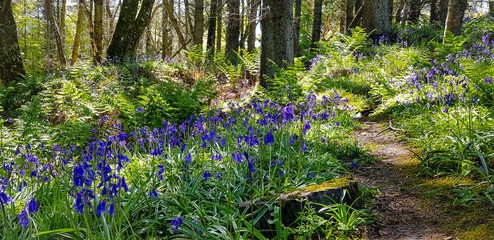 wild flowers in the forest
