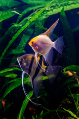 A green beautiful planted tropical freshwater aquarium with fishes,zebra angelfish pterophyllum scalare aquarium © bukhta79