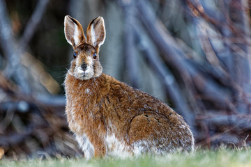 A Snowshoe Hare in a field near a forest.