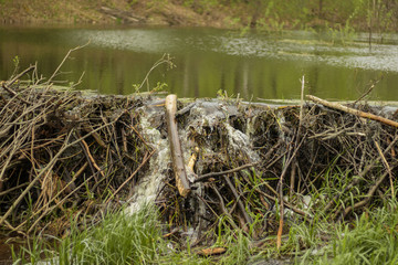 beaver dam on a forest river