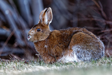 A Snowshoe Hare in a field near a forest.