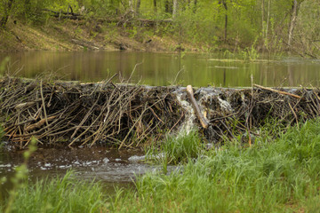 beaver dam on a forest river