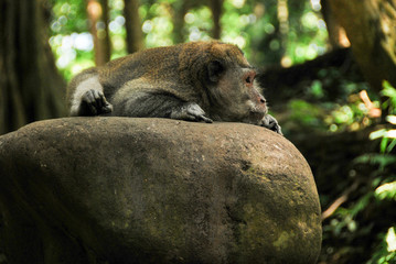 Crab-eating macaque lies on a stone and shows an indecent gesture. Monkey Forest in Ubud, Bali.