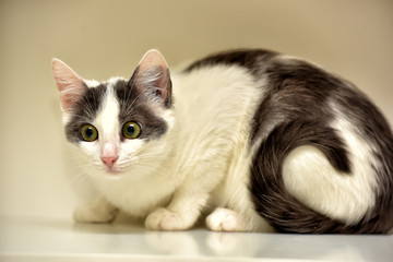 white with gray young shorthair cat