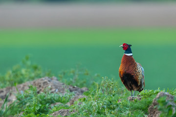 Pheasant in Springtime.  (Scientific name: Colchicus Phasianus) male Ring-necked or Common pheasant stood in natural farmland habitat.  Facing left with clean, colourful background.