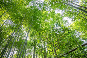 Naklejka premium 竹