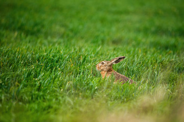 European hare - Lepus europaeus in the grass