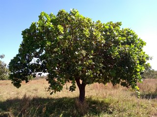 Cashewbaum in Mali bei Pitagalasso