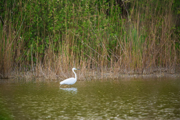 Naklejka na ściany i meble Great Egret wading in the lake and hunting