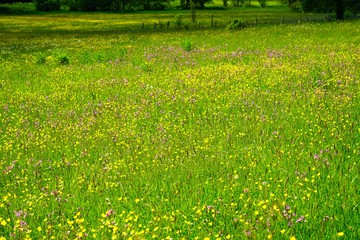 Blumenwiese bei Dirmingen im Saarland