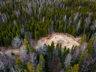 Person standing on clearing in the middle of forest.
