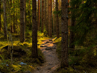 Nature path in the pine forest.