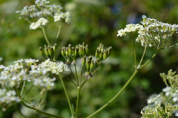 Selective focus on seeds forming in the white flower umbels of Cow Parsley, also known as Anthriscus sylvestris