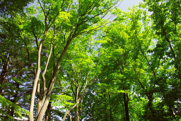 初夏の公園の新緑の木々