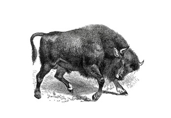 Illustration of a Buffalo in popular encyclopedia from 1890