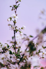 
Spring flowering. Cherry branch.