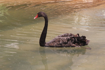 
Black swan bird in autumn