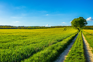 Green field near tree and road with blue sky