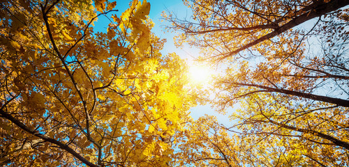 Autumn landscape. Autumn tree leaves sky background.