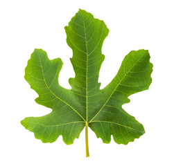 Fig leaf