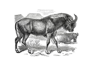 Illustration of a Gnu in popular encyclopedia from 1890