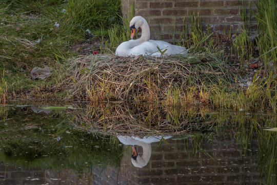 a white swan on the nest made from grass