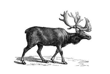 Illustration of a Reindeer in popular encyclopedia from 1890