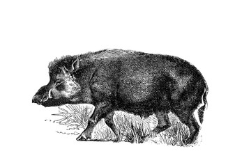 Illustration of a Wild Boar in popular encyclopedia from 1890