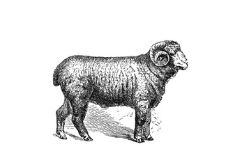 Illustration of a Sheep in popular encyclopedia from 1890