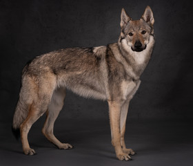 
Dog breed Czechoslovakian wolfdog