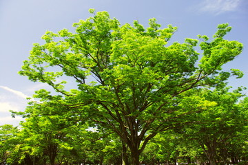 公園の新緑の欅と青空
