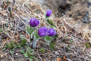 flowers in nature, purple flowers