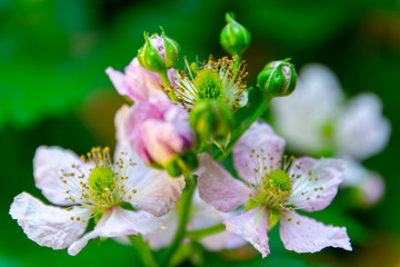 Framboise flower heads during sprintime. Macro shot, detail and close-up