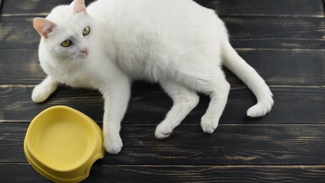 A beautiful cute white cat with yellow eyes lies near an empty yellow food bowl on a dark wooden brown background. Hungry pet, view from above.