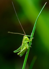 macro photography, insect, grasshopper, 