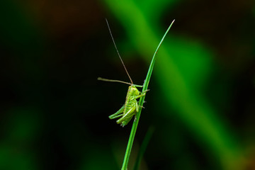 macro photography, insect, grasshopper, 