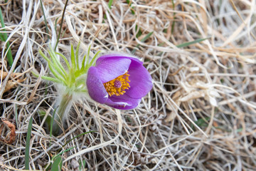 flowers in nature, purple flowers