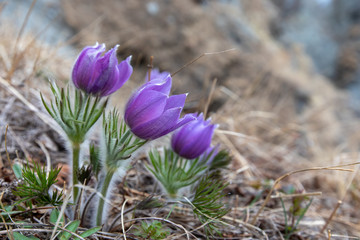 flowers in nature, purple flowers
