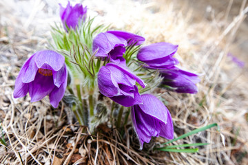flowers in nature, purple flowers