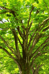 Fototapeta premium 公園の新緑の欅と青空