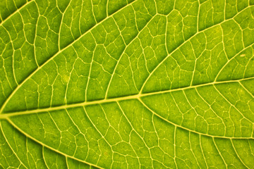 Textura de hoja de árbol verde
