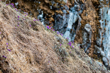 flowers in nature, purple flowers