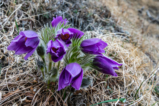 flowers in nature, purple flowers