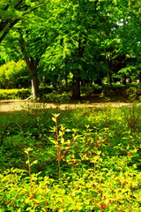Fototapeta na wymiar 朝日のあたる初夏の公園のドウダンツツジ風景