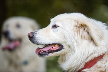 Obraz premium Maremma sheepdog free in nature, among plants, in the woods