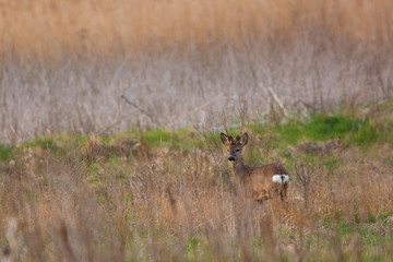 Naklejka na ściany i meble Roe deer buck on the meadow