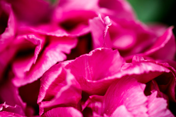 Pink petals of spring blooming peony close up macro