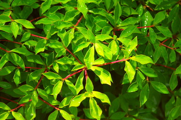 朝日のあたる満天星躑躅の雨上がりの若葉