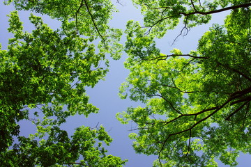 公園の新緑の欅と青空